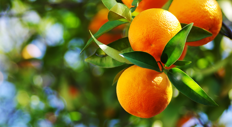 Oranges hanging on a tree