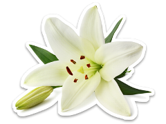 A white lily